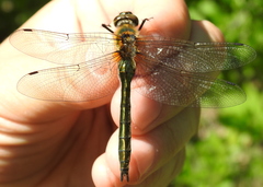 Cordulia aenea aenea