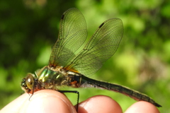 Cordulia aenea aenea