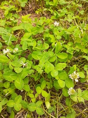 Trifolium repens