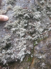 Stereocaulon intermedium