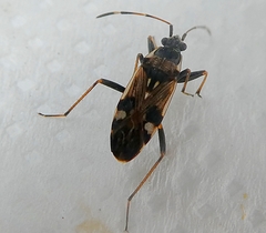 Beosus maritimus