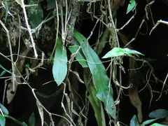 Loxogramme formosana