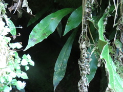 Loxogramme formosana