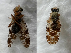 Pterygota