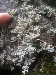 Stereocaulon intermedium