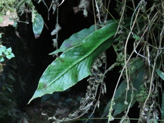 Loxogramme formosana