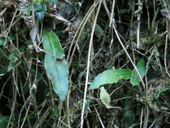 Loxogramme formosana