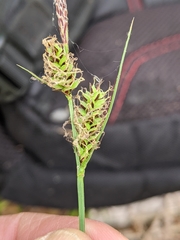 Carex vestita