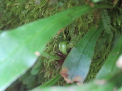 Loxogramme formosana