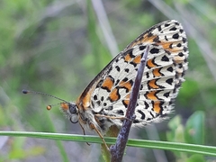 Melitaea trivia
