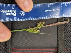 Carex vestita