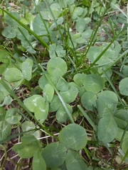 Trifolium repens
