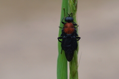 Clitellaria ephippium