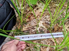 Carex vestita