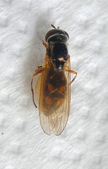 Pterygota