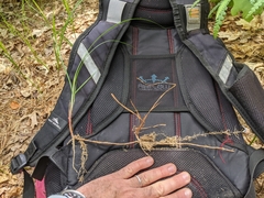 Carex vestita