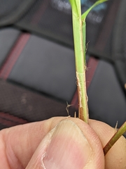 Carex vestita