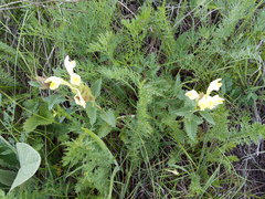 Scutellaria caucasica