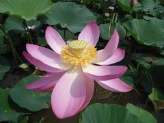 Nelumbo nucifera