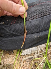 Carex vestita