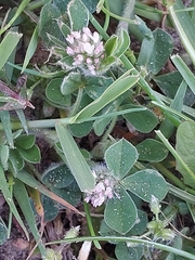 Trifolium striatum