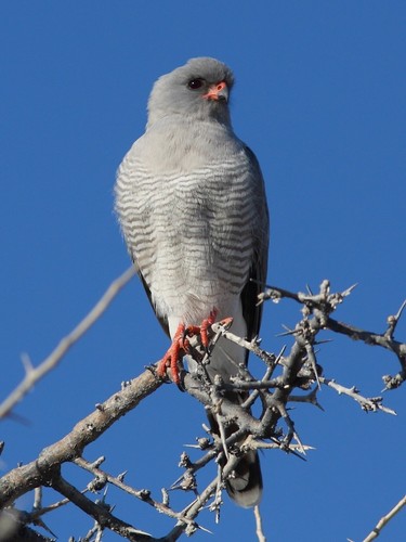 Gabar Goshawk