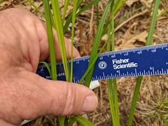 Carex vestita