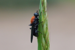 Clitellaria ephippium