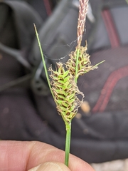 Carex vestita