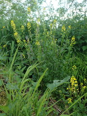 Barbarea vulgaris