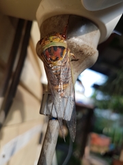 Macrotristria intersecta