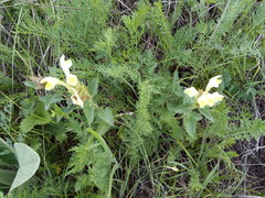 Scutellaria caucasica