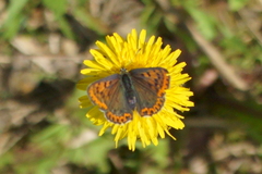 Lycaena tityrus