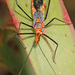 Milkweed Assassin Bug - Photo (c) Judy Gallagher, some rights reserved (CC BY)