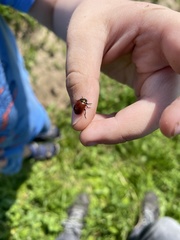 Chrysolina polita