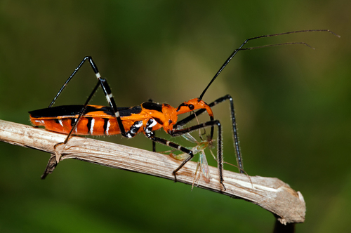 Milkweed Assassin Bug