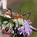 Milkweed Assassin Bug - Photo (c) Mary Keim, some rights reserved (CC BY-NC-SA)