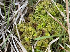 Sphagnum cuspidatum
