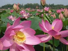 Nelumbo nucifera