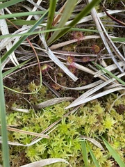 Sphagnum cuspidatum