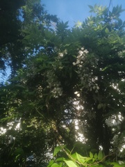 Robinia pseudoacacia