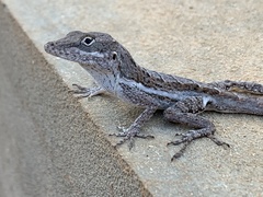 Anolis gingivinus