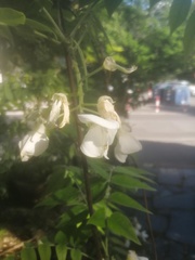 Robinia pseudoacacia