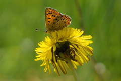 Lycaena tityrus
