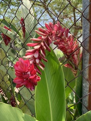 Alpinia purpurata