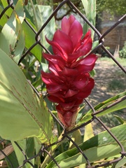 Alpinia purpurata