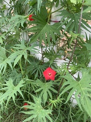 Ipomoea × multifida