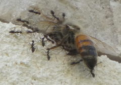 Formicidae