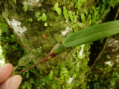 Maxillariinae