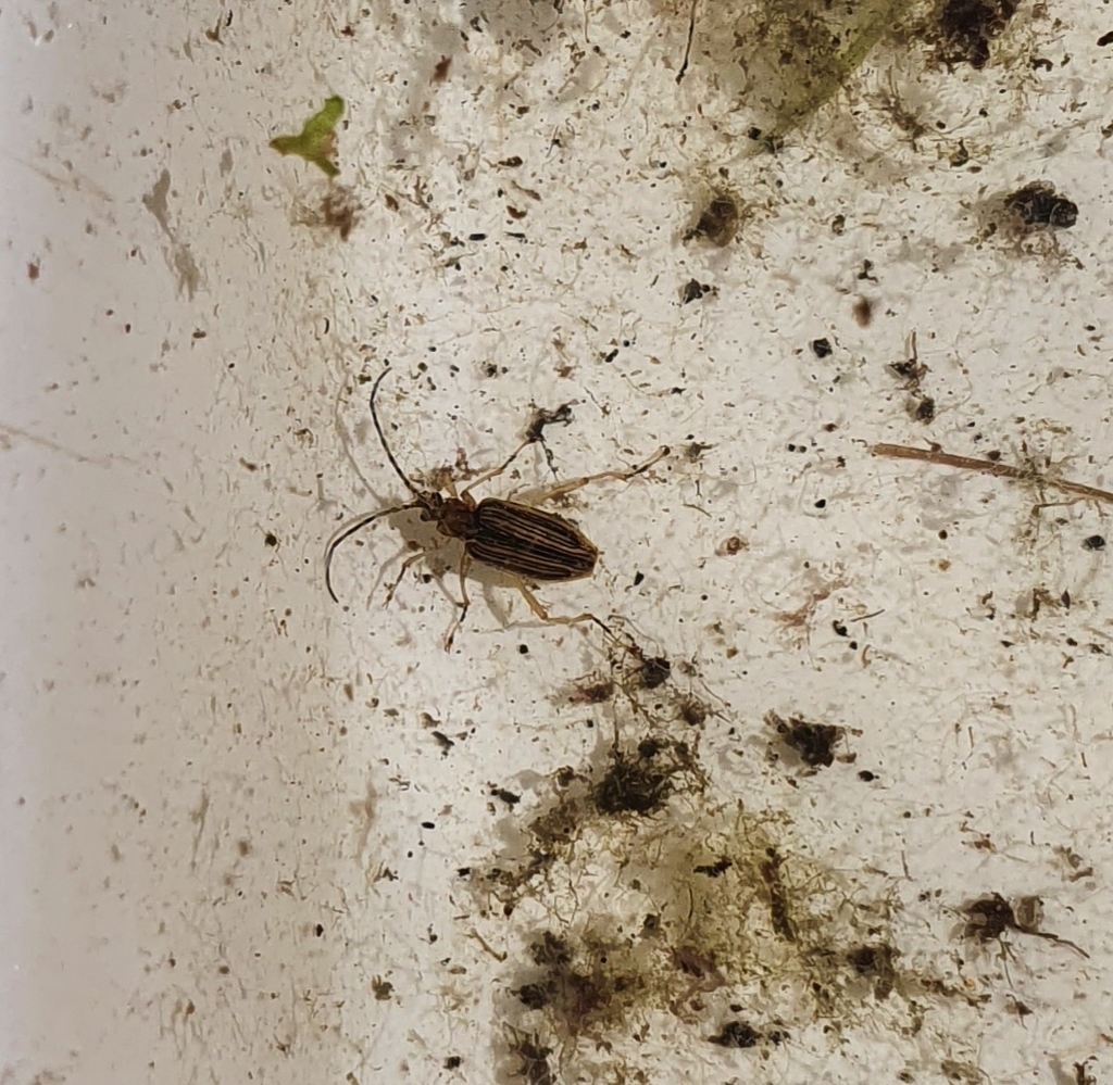 Macroplea mutica